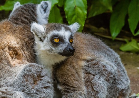 Zoo de la Flèche - Lémur catta