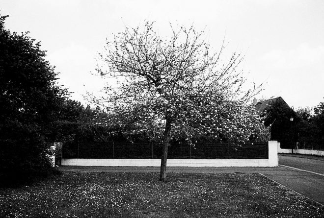 Pommier au printemps