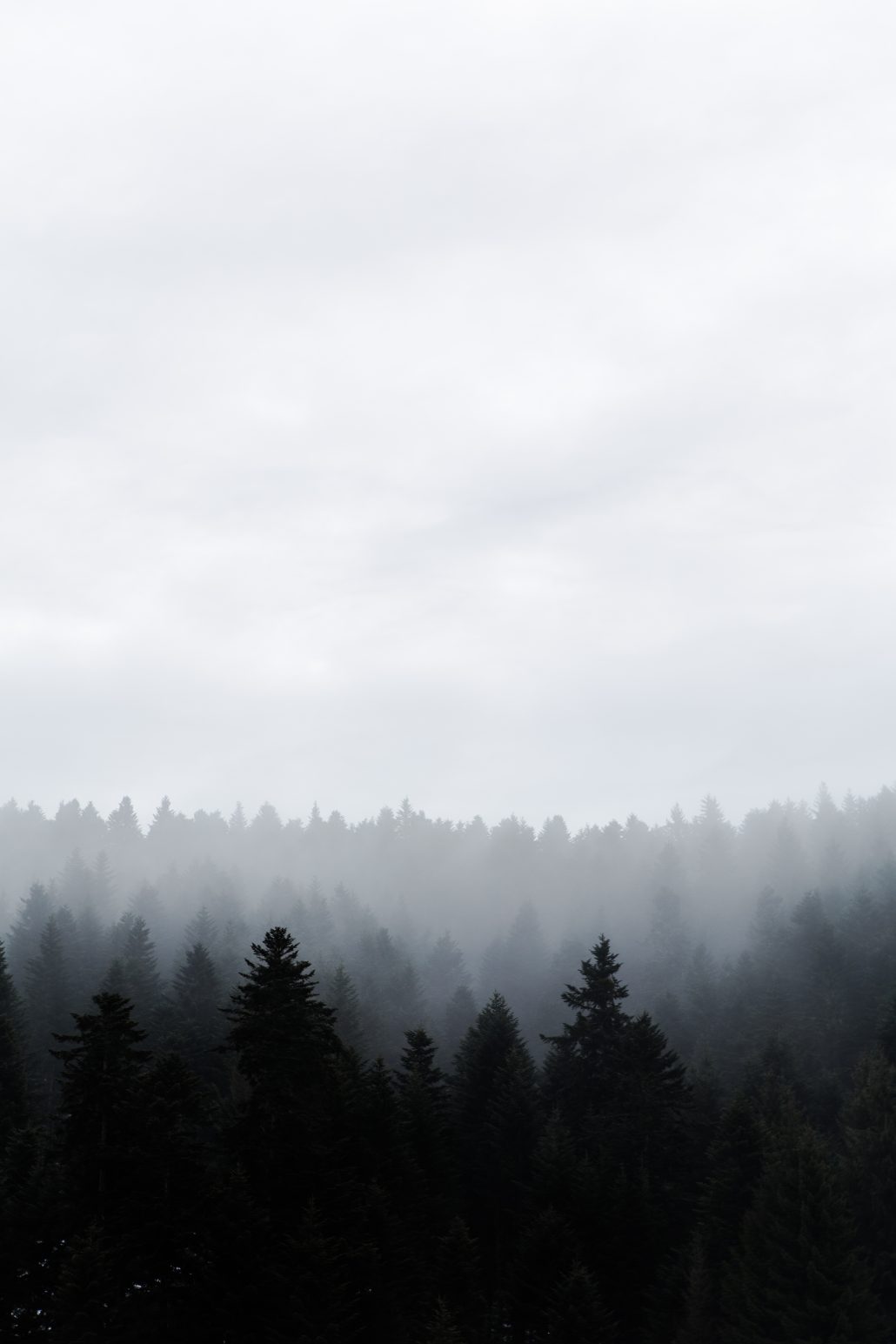 Cloudy Forest