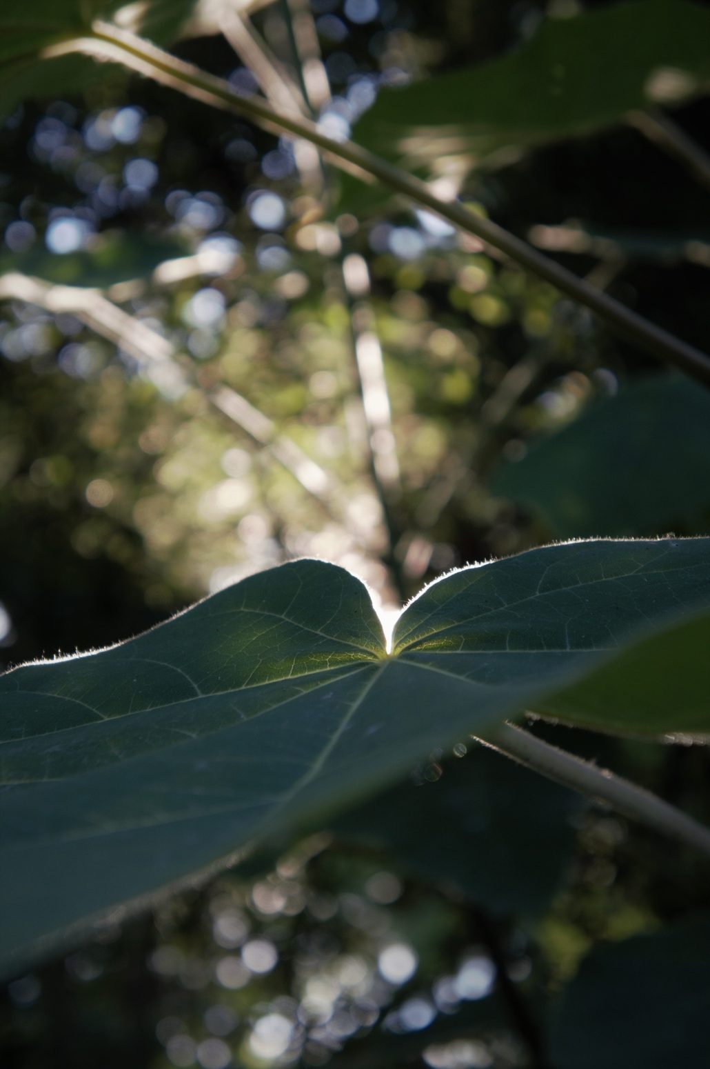 étoile et pointillisme