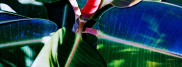 Marguerite Bornhauser - Moisson Rouge