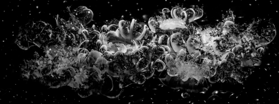 Sandrine Elberg - Poussières silencieuses