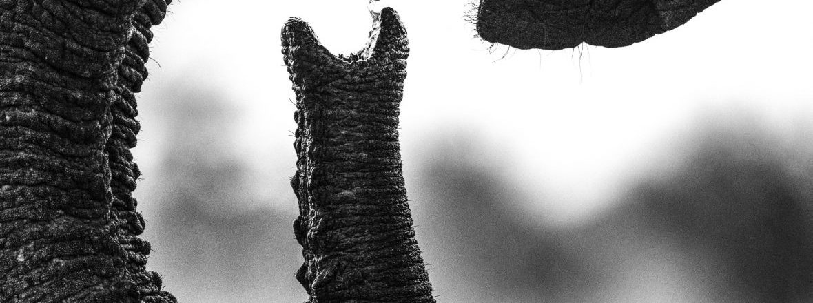 Festival Eléphantesque