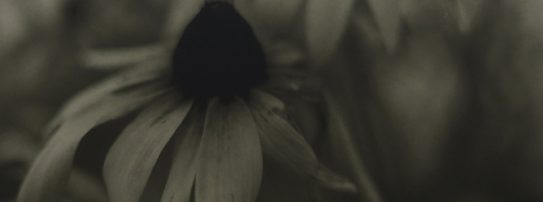 Sylvie Valem, Lambeaux de passage