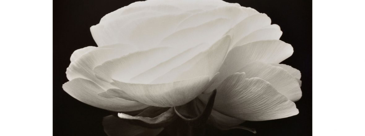 Denis Brihat - Pour l'amour des fleurs