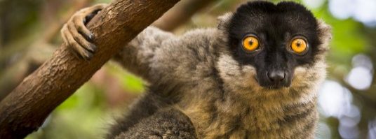 Le génie de la nature