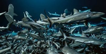 Laurent Ballesta - 700 requins dans la nuit