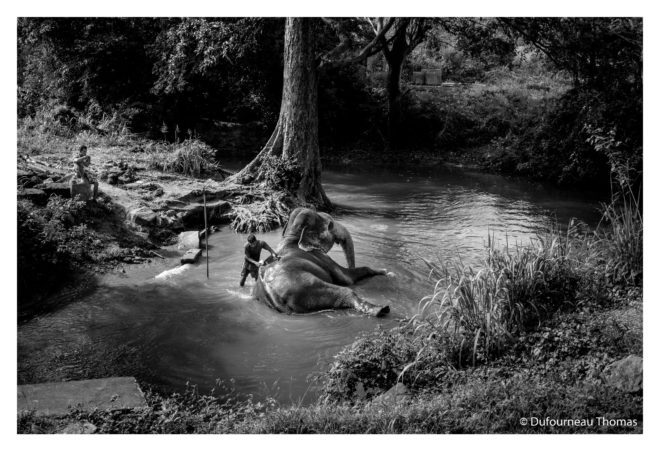 L'éléphant et le sri lankais