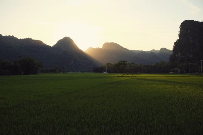 Rizières à Tam Coc
