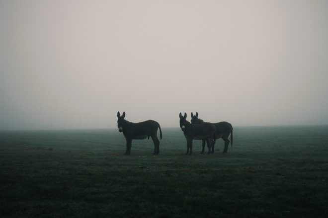 Donkeys