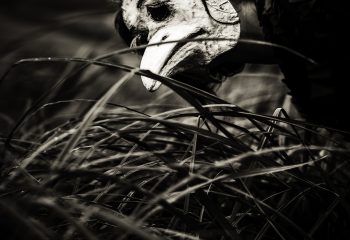 vol au dessus d'un nid de coucou