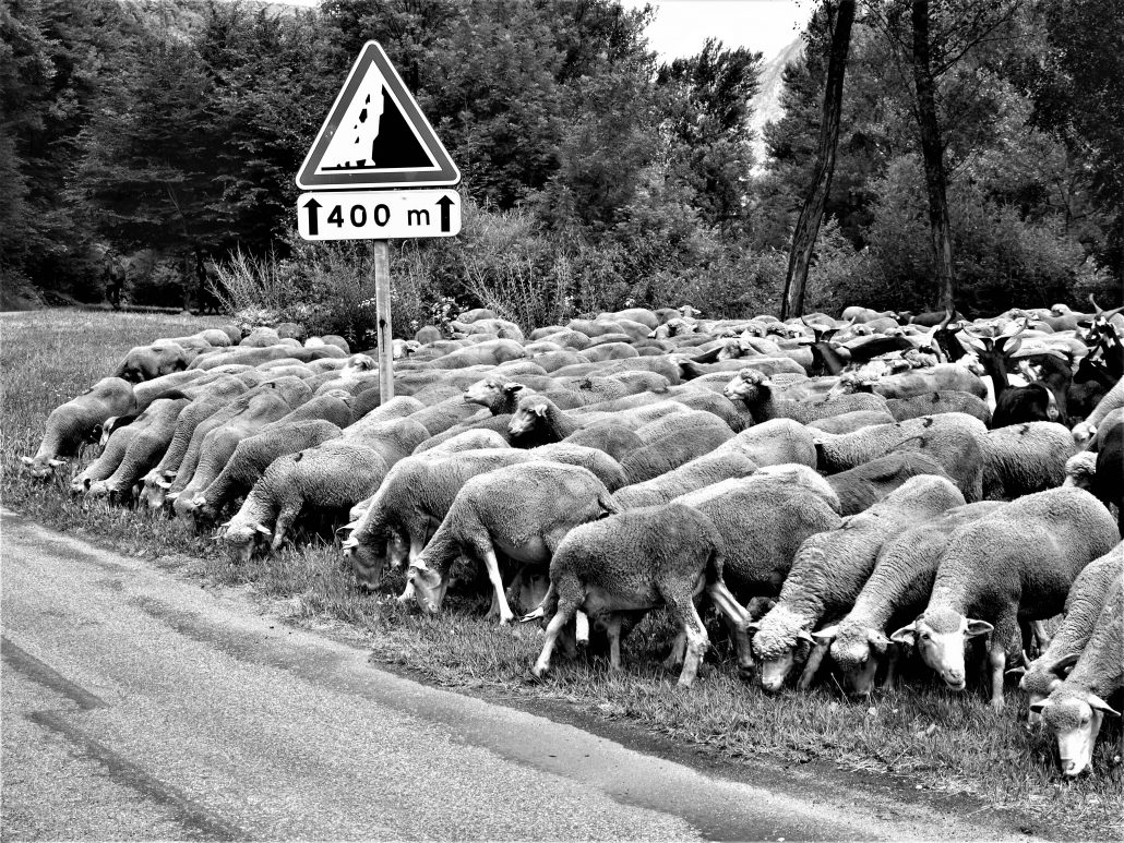 Transhumance