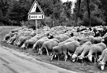Transhumance
