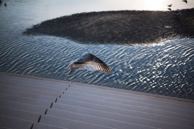 Blackpool's feathers