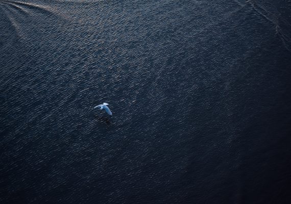 Blackpool's feathers