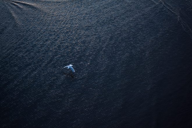 Blackpool's feathers