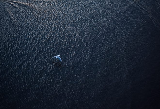 Blackpool's feathers