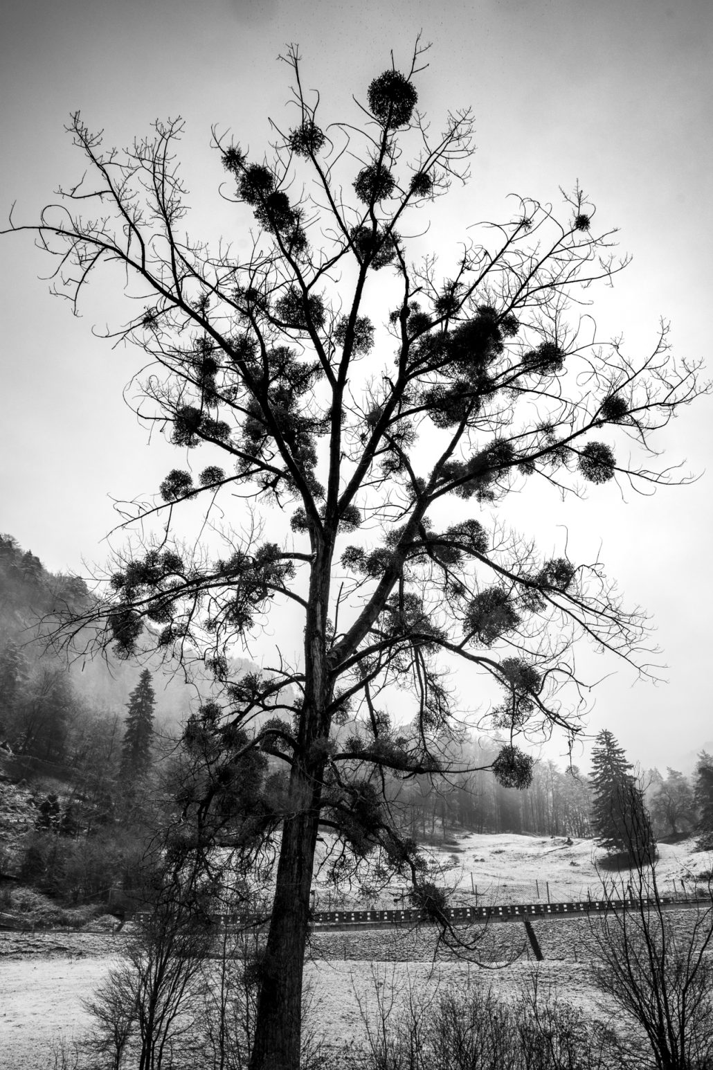 Arbre de Panoramix