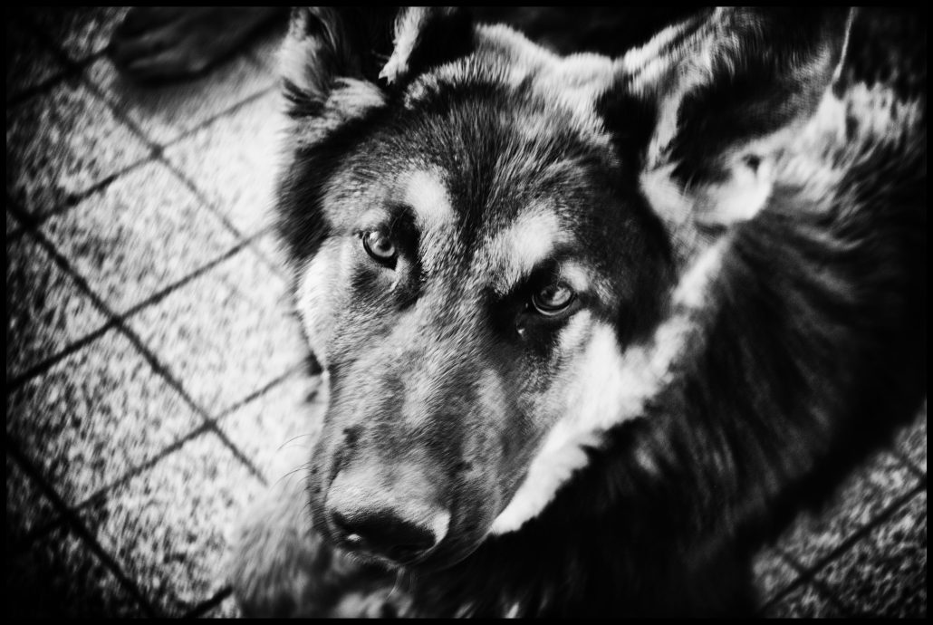 I’m romantic dog, dreaming and dreaming