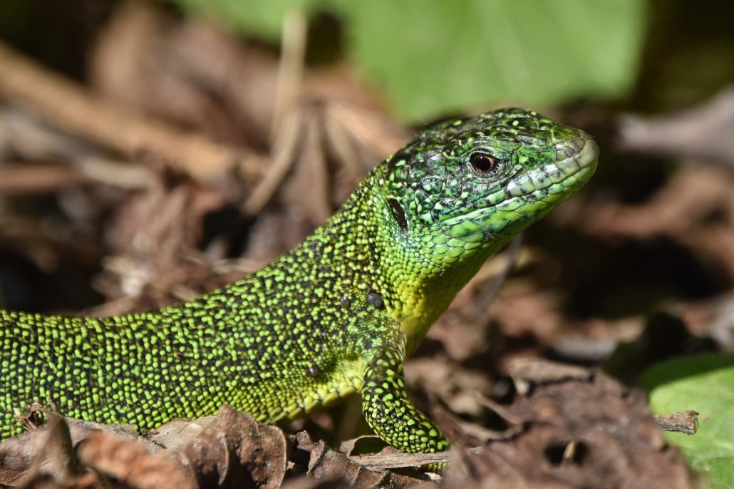 lézard vert