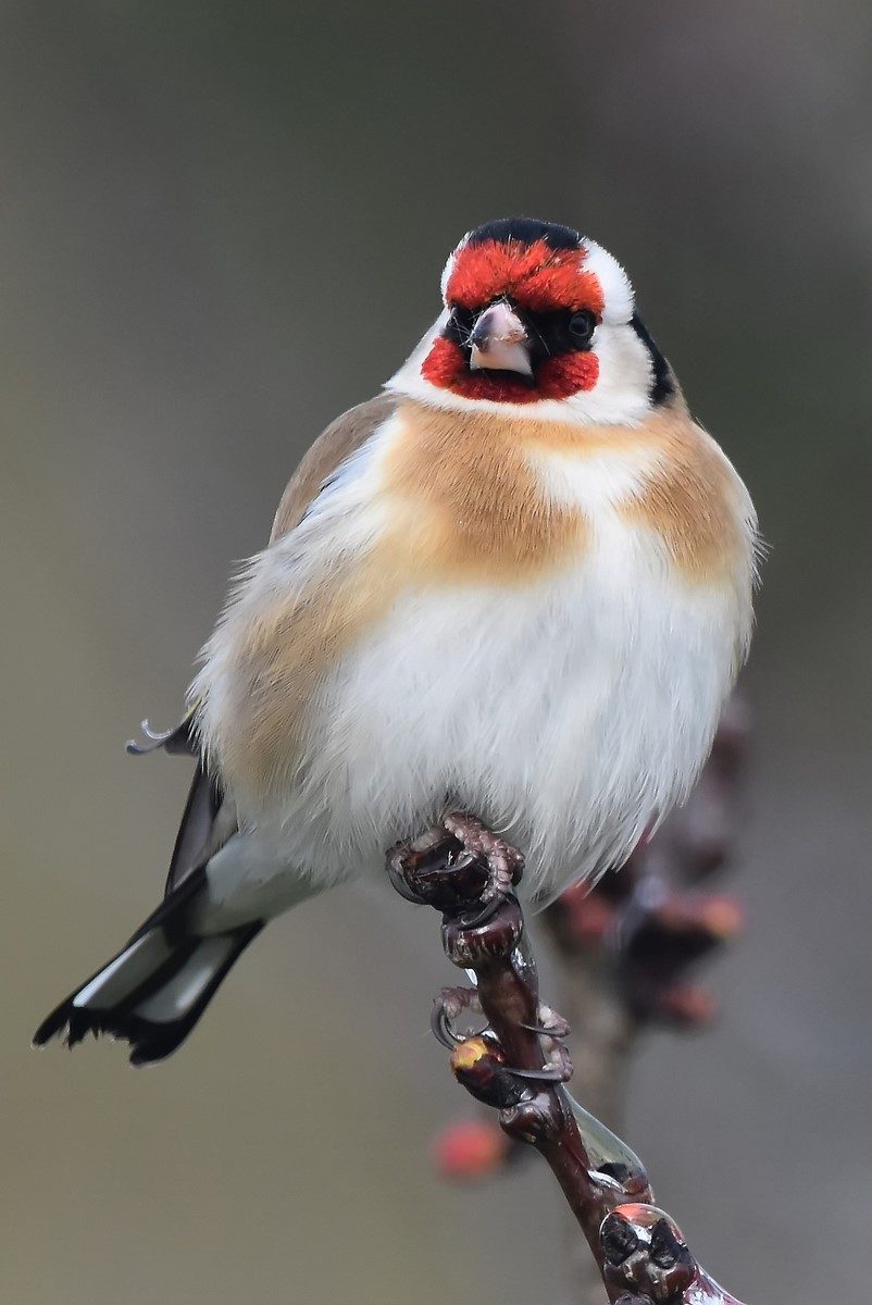 chardonneret élégant