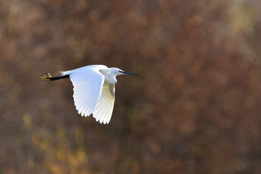 aigrette garzette