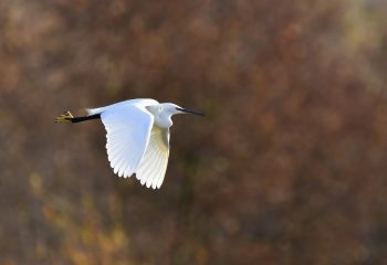 aigrette garzette