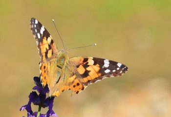 Papillon Belle-Dame