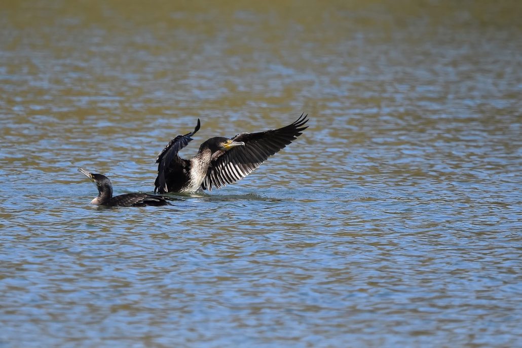 grand cormoran immature