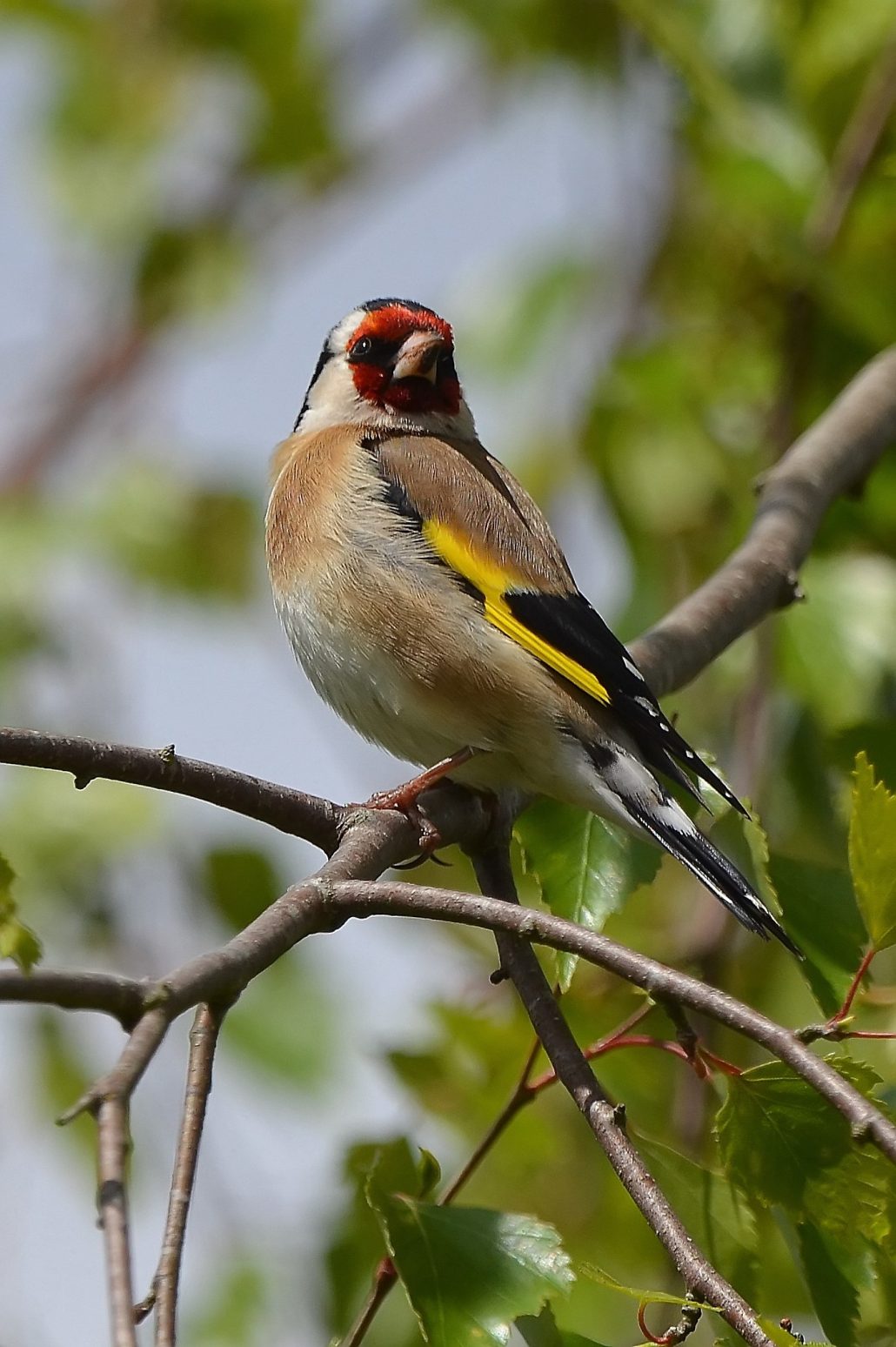Chardonneret élégant
