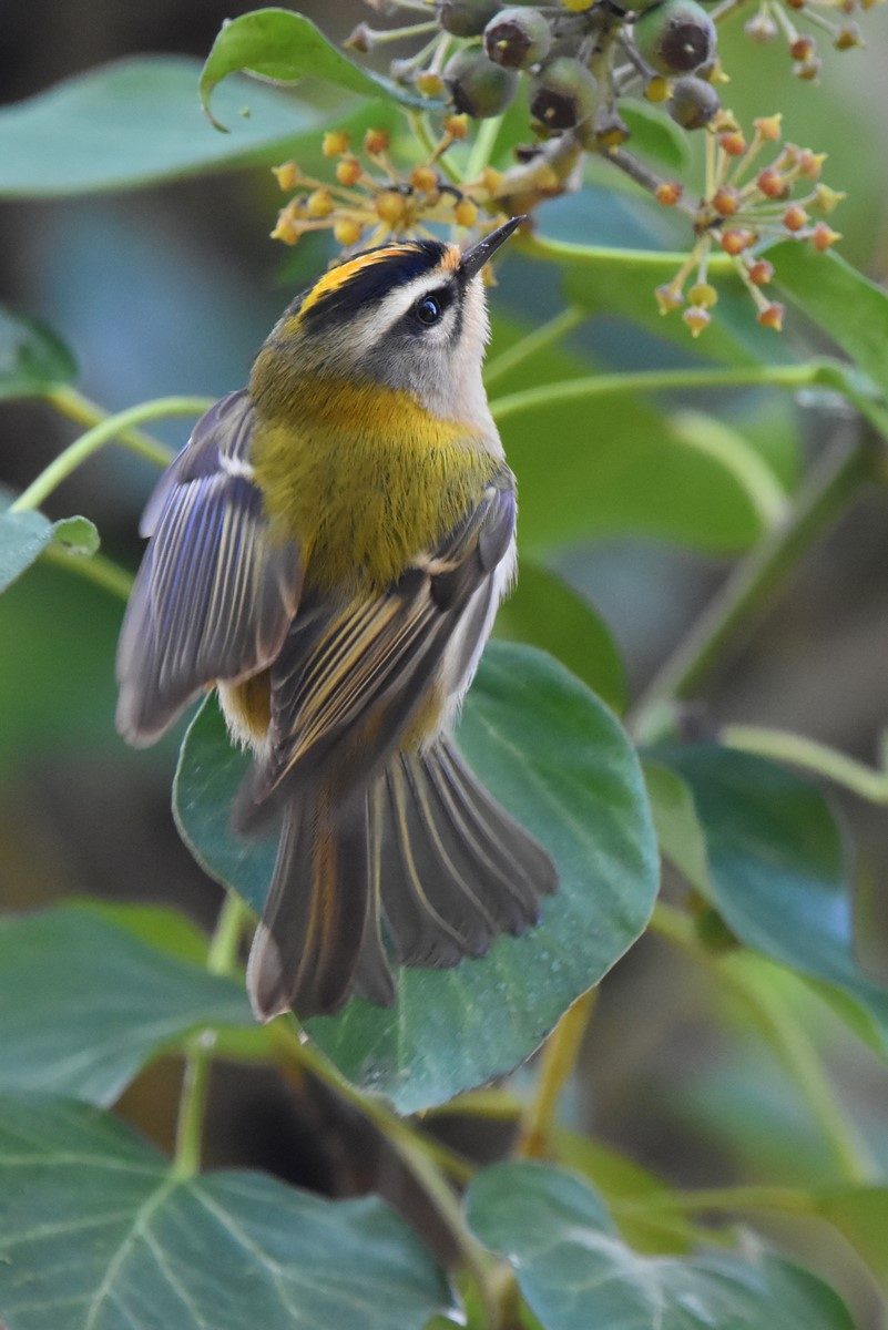roitelet à triple bandeau