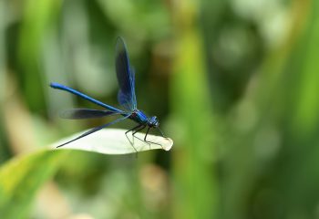 caloptérix éclatant