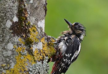 pic épeiche femelle