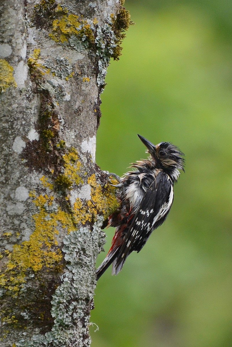 pic épeiche femelle