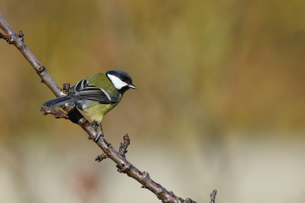 mésange charbonnière