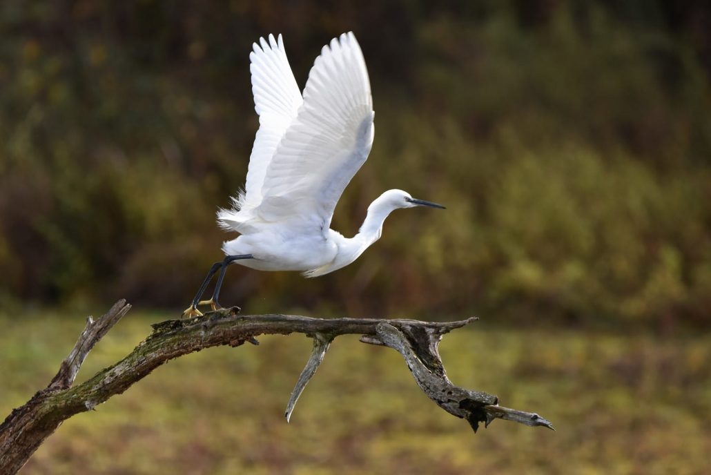 aigrette garzette au décollage