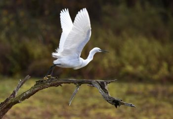 aigrette garzette au décollage