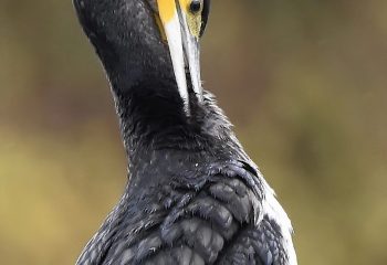 grand cormoran immature
