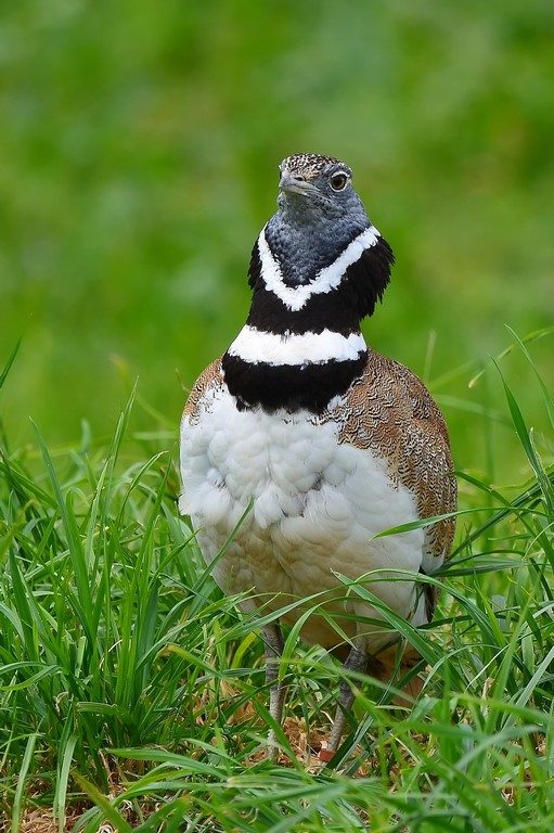 l’outarde canepetière