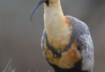 ibis à face noire