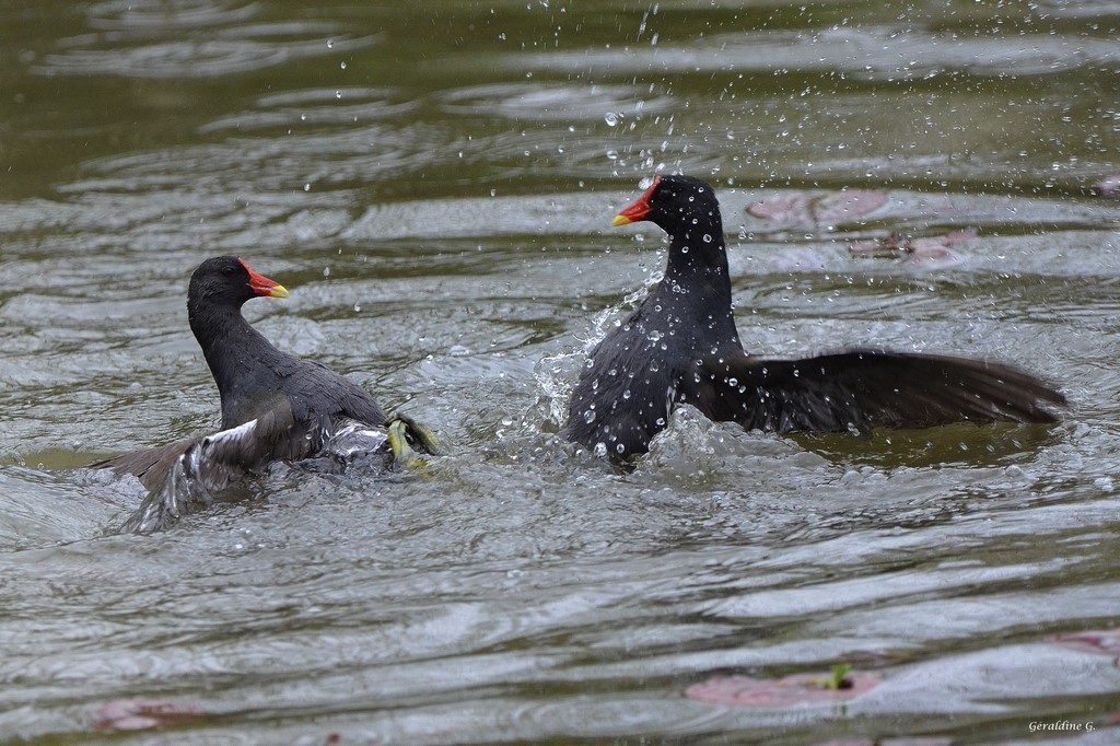 poules d’eau