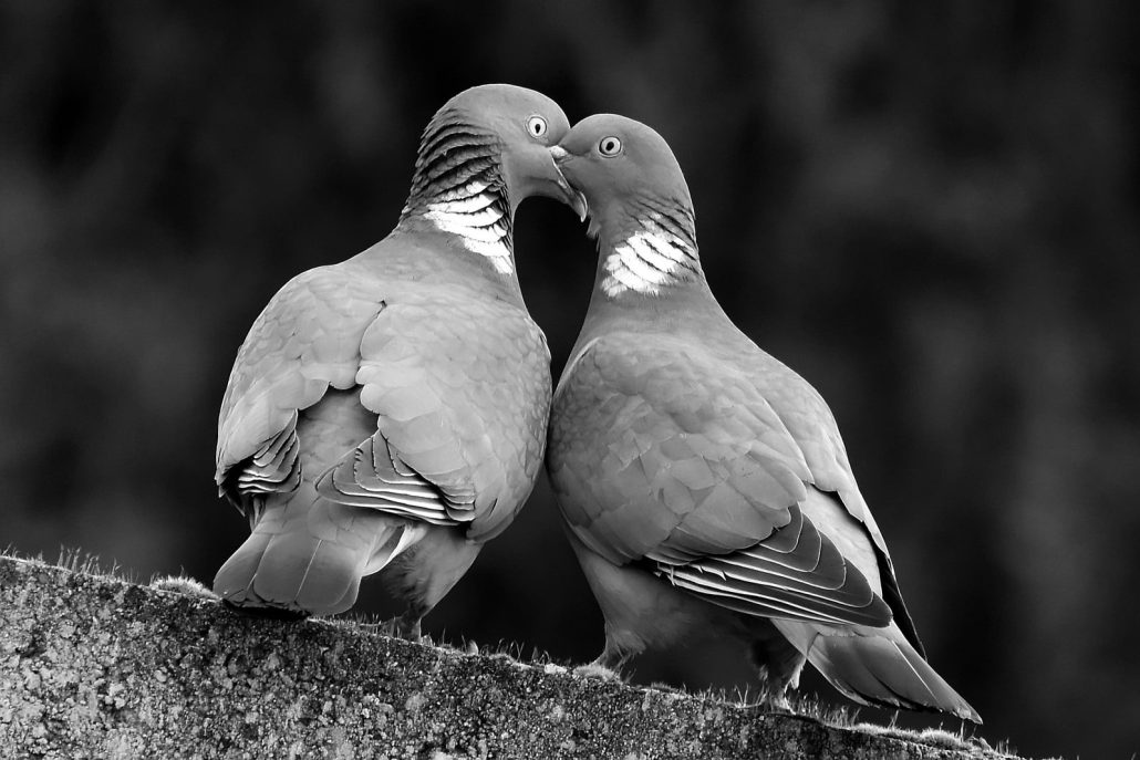 couple de pigeon