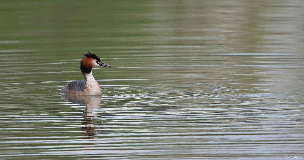 Grèbe huppé