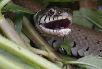 couleuvre à collier helvétique