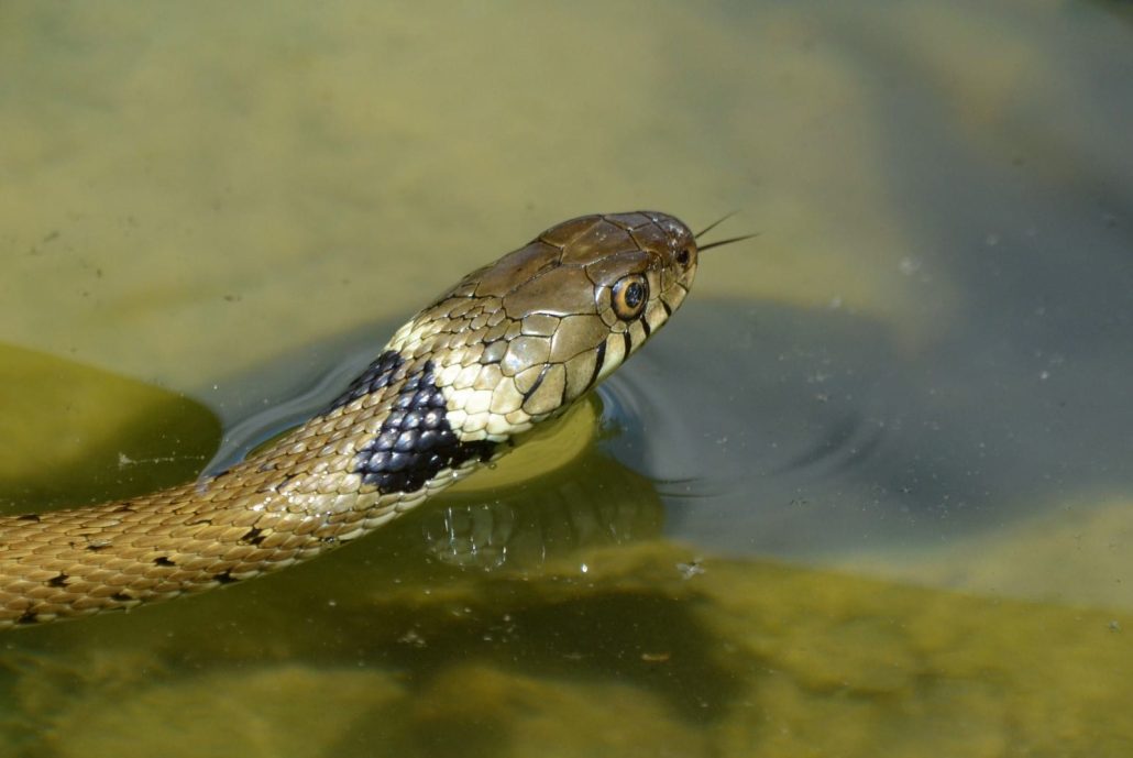 couleuvre à collier helvétique