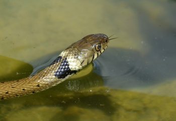 couleuvre à collier helvétique