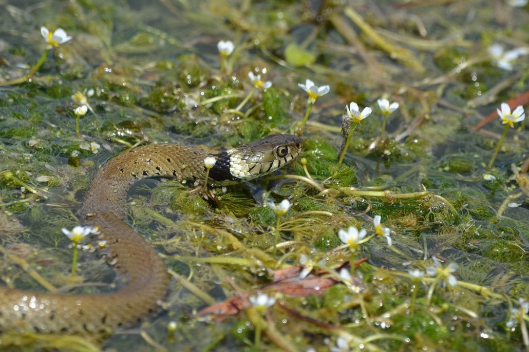 couleuvre à collier helvétique