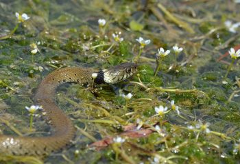 couleuvre à collier helvétique