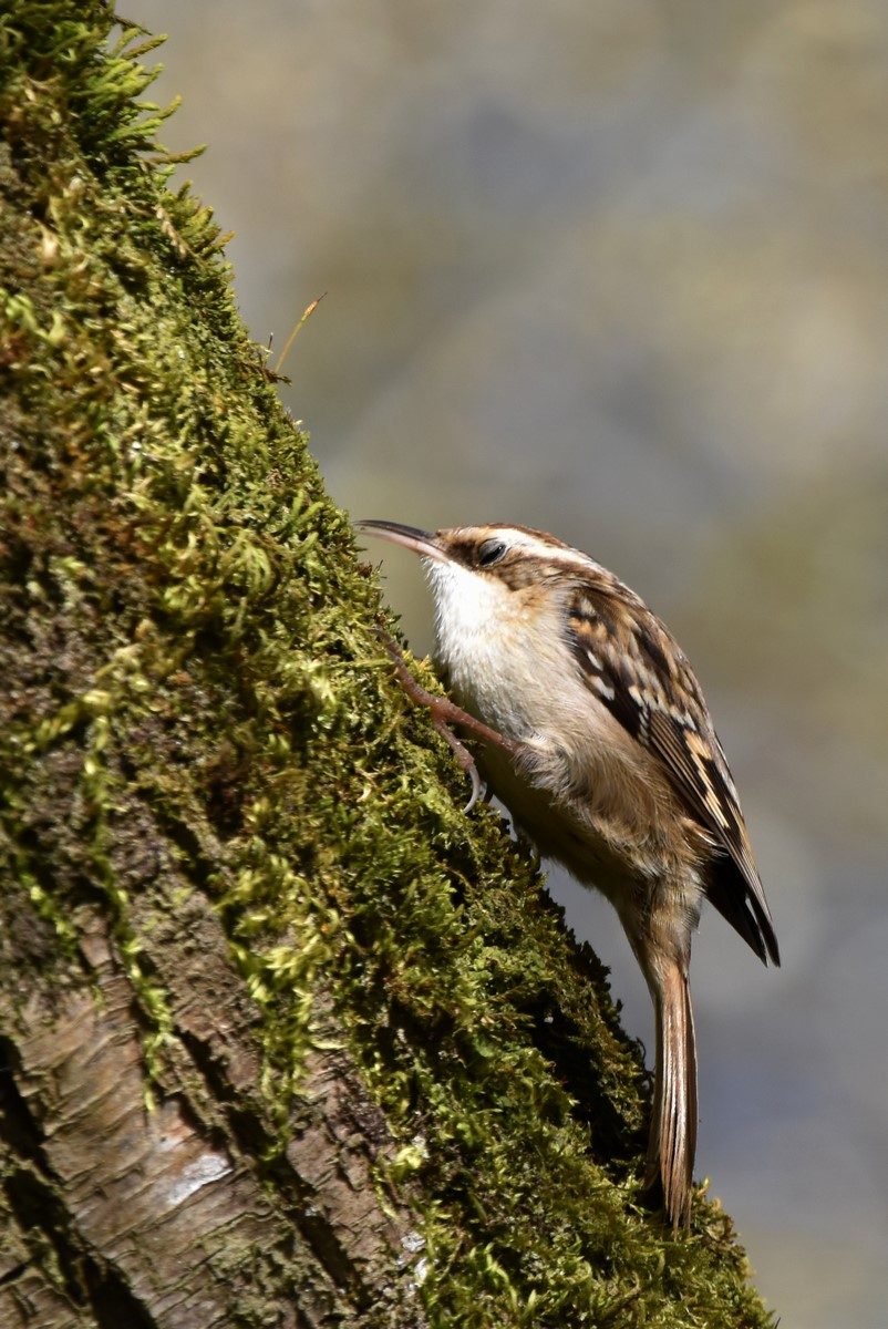 grimpereau des jardins
