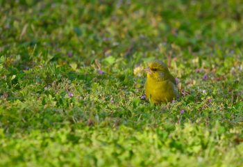 verdier d'Europe mâle